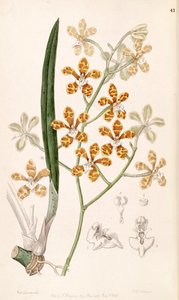 Staurochilus ionosmus by Miss Drake